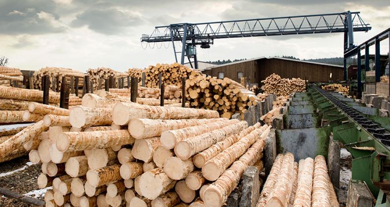 La filière bois à bon port sur les quais